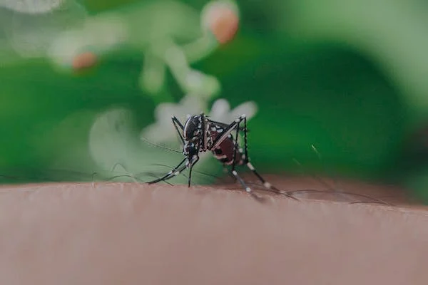 Insect Repellents | OCS Academy Blog Insect Repellents | OCS Academy Blog
